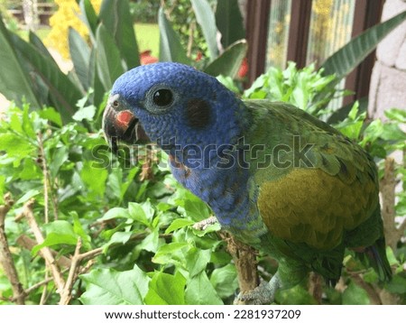 Blue-headed parrot hanging out in the bushes