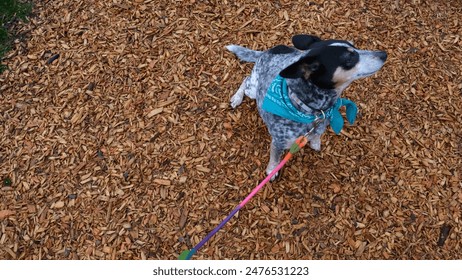 Blueheeler on a leash in the park