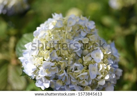 BlueHydrangea flower (Hydrangea macrophylla) blooming in spring and summer in a garden