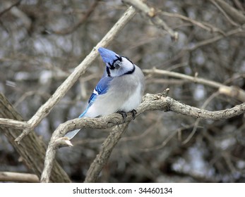 Bluejay
