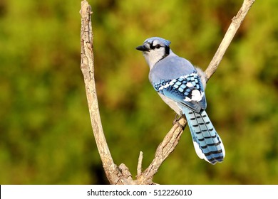 Bluejay