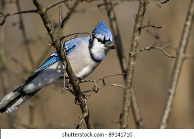 Bluejay