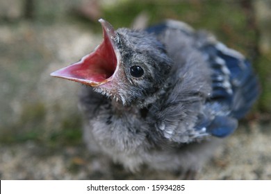Baby blue jay Images, Stock Photos & Vectors | Shutterstock