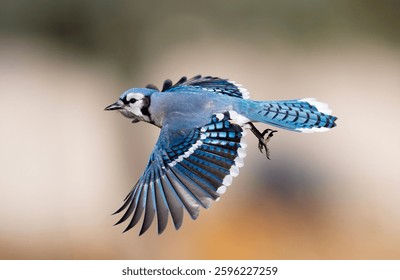 Bluejay in flight in the spring.