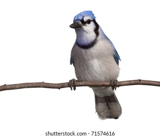 3,775 Bluejay Images, Stock Photos & Vectors | Shutterstock