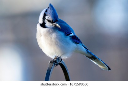 Bluejay High On A Perch