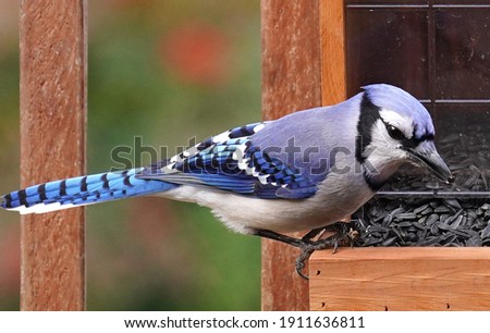 Bluejay lands on a wooden bird feeder