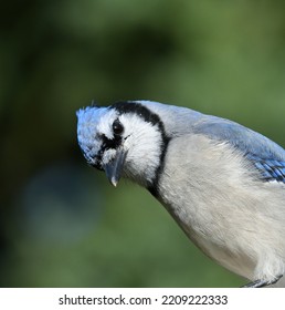 Bluejay, Newfoundland And Labrador Canada 