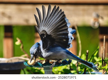 A Bluejay on the backyard deck                               