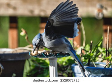 A Bluejay on the backyard deck                               