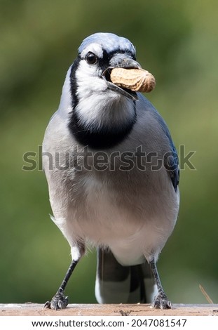 Bluejay on the deck with peanuts                               