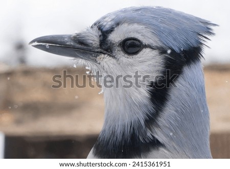 A Bluejay out in the snow                               
