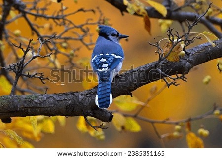 Bluejay perched on a branch surrounded by fall foliage