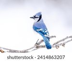 Bluejay perched on a branch with a winter background.