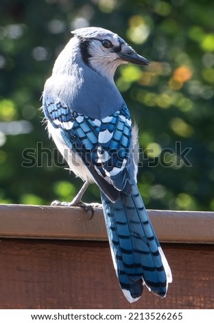 Bluejay poses on the backyard deck                               