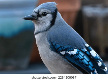 Bluejay posing in the backyard                               