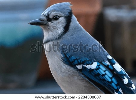 Bluejay posing in the backyard                               