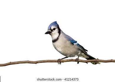 Blue Jay White Background Images Stock Photos Vectors Shutterstock