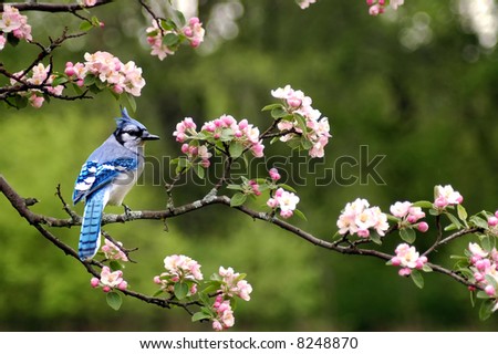a bluejay sitting on a limb of a cherry blossom tree in the spring in indiana