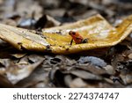 Blue-jeans Frog or Strawberry Poison-dart Frog (Dendrobates pumilio) sitting on the ground of the rainforest in Sarapiqui in Costa Rica