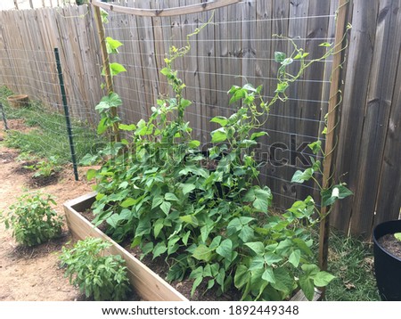 Bluelake green beans on a trellis