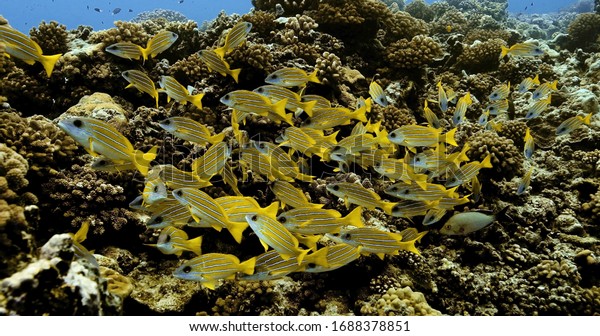 Bluelined snapper fish near coral reefs in the\
Pacific Ocean. Underwater life with shoal of tropical yellow fish.\
Diving in the clear\
water