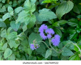 Bluemink Flowers In Pahoa, Hawaii