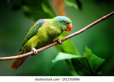 Blue-naped parrot, Tanygnathus lucionensis, colorful parrot, native to Philippines. Green parrot with red beak and light blue rear crown sitting on twig isolated against dark green jungle background. - Shutterstock ID 1911703984