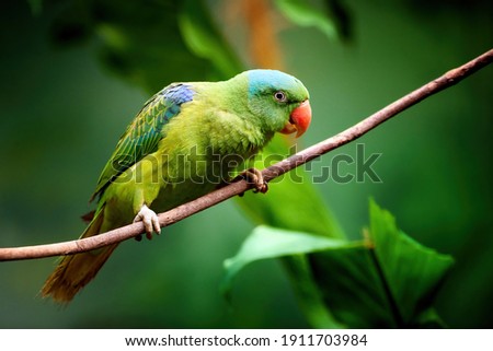 Blue-naped parrot, Tanygnathus lucionensis, colorful parrot, native to Philippines. Green parrot with red beak and light blue rear crown sitting on twig isolated against dark green jungle background.