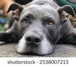 Bluenose Pitbull Resting with Gentle Expression