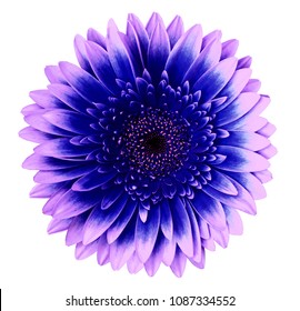 Blue-pink gerbera flower on a white isolated background with clipping path.   Closeup.   For design.  Nature. - Shutterstock ID 1087334552