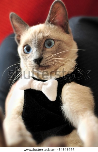 Bluepoint Siamese Cat Tuxedo Taking Photo Stock Photo 54846499 ...