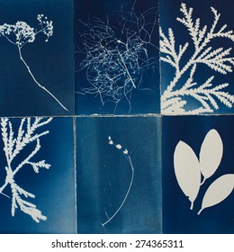 Blueprints of plants