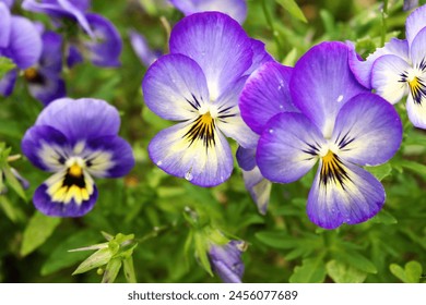 Blue-purple pansies blooming in the flower garden. A little wet from the rain and fresh. - Powered by Shutterstock