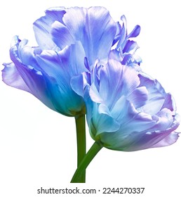 Blue-purple  tulips.  Flowers on a white isolated background with clipping path.  For design.  Closeup.  Nature                    
