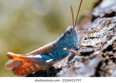 A blue-red grasshopper standing on a large tree trunk. Macro close-up photo. - Powered by Shutterstock