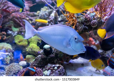 Bluespine Unicorn Tang Naso Unicornis Strange Stock Photo 1517003849 ...