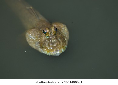 641 Blue spotted mudskipper Images, Stock Photos & Vectors | Shutterstock