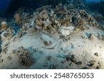 Bluespotted ribbontail ray on the sand bottom in Red sea. Ray with blue spotted. Taeniura lymma is looking for food. Marine life in Egypt. 