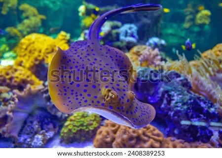 The bluespotted ribbontail ray is a species of stingray in Lausanne water aquarium