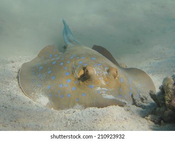 37 Bluespotted Fantail Ray Images, Stock Photos & Vectors | Shutterstock