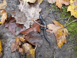 Blue-spotted Salamander In The Woods