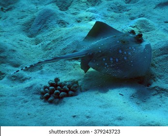 Blue-spotted Stingray (Dasyatis Kuhlii) 