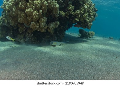 Blue-spotted Stingray On The Seabed In The Red Sea
