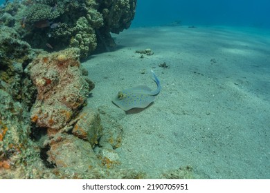 Blue-spotted Stingray On The Seabed In The Red Sea
