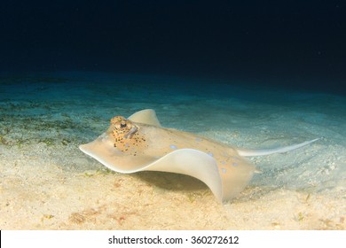 Bluespotted Stingray Sting Ray On Sandy Seabed
