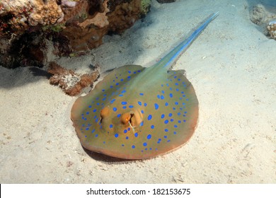 Bluespotted stingray (Taeniura lymma) on the sandy bottom of the red sea
