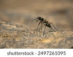 Blue-spotted tiger beetle or golden-spotted tiger beetle (Cicindela aurulenta) perching on a river rock, with natural river background