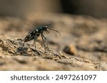 Blue-spotted tiger beetle or golden-spotted tiger beetle (Cicindela aurulenta) perching on a river rock, with natural river background