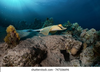 Bluespottet Stingray On Coral Reed In The Red Sea